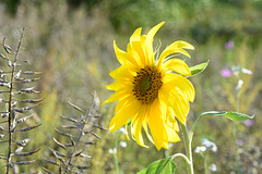Einsame Sonnenblume