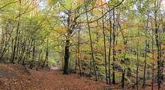 Limb Valley Autumn trees panorama