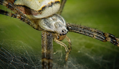 Die  Wespenspinne (Argiope bruennichi) hab ich mir genau angeschaut :))  I took a close look at the wasp spider (Argiope bruennichi) :))  J'ai regardé de près l'araignée guêpe (Argiope bruennichi) :))