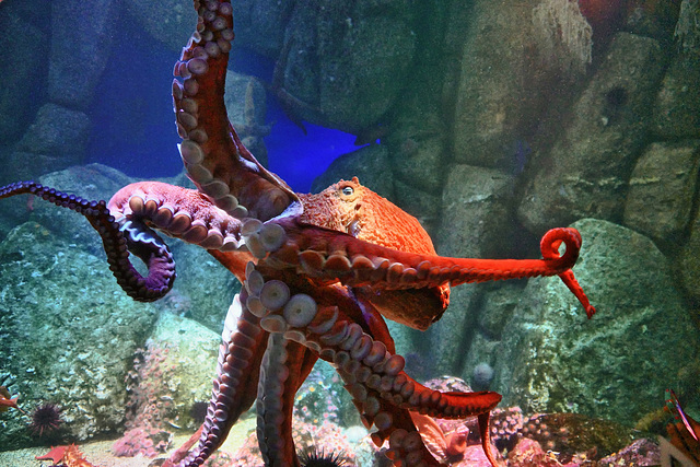 North Pacific Giant Octopus – Monterey Bay Aquarium, Monterey, California