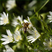 Biene an Großer Sternmiere