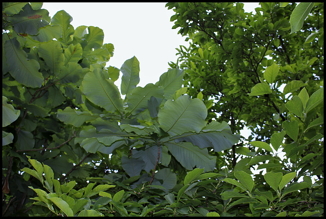 Magnolia macrophylla (6)