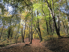 Limb Valley Autumn trees