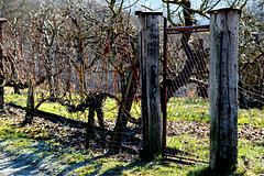 Ein Weinreben-Zaun ... A vine fence ... HFF