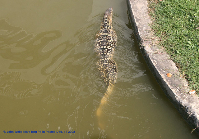 Water Monitor Lizard (Varanus salvator) Opposites Big