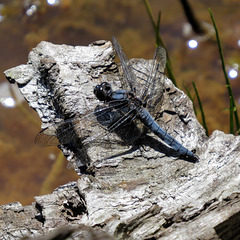 Dragonfly Erythemis sp.