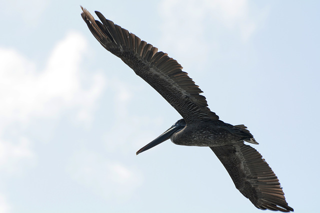 Dominican Republic, Pelican in Flight
