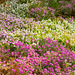 Chester zoo gardens in bloom