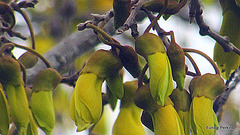 Kowhai Blossom Begining To Open