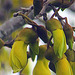 Kowhai Blossom Begining To Open