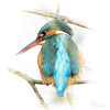 Kingfisher - High Key
