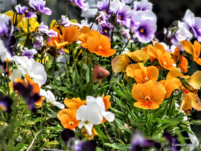 Pansy Party.