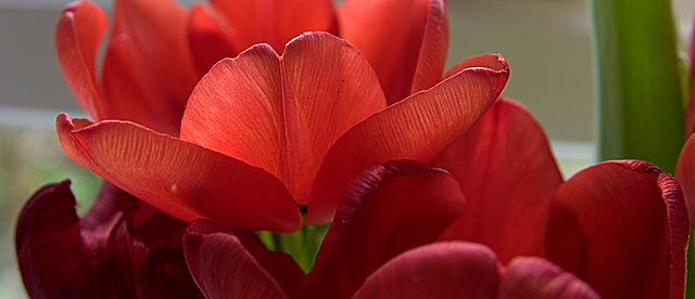 Tulip 8