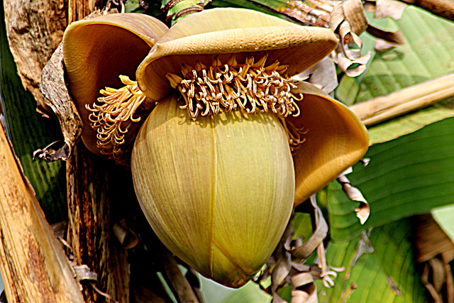 Une fleur de bananier