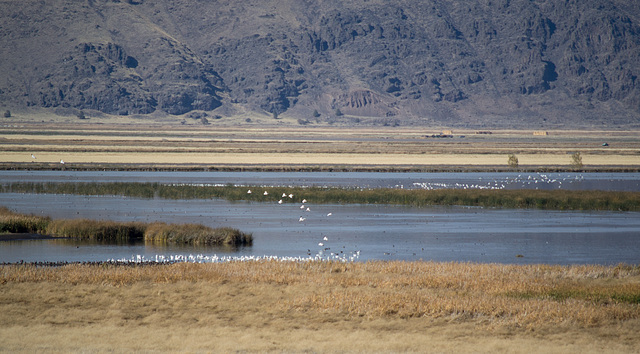 Tule Lake National Wildlife Refuge pelicans (0995)