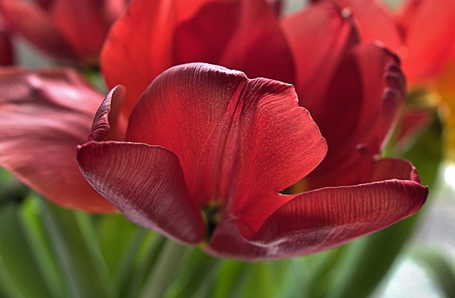Tulip 6