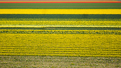 Dutch Yellow Factory
