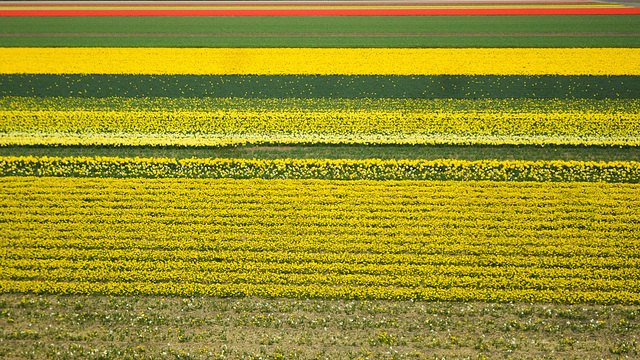 Dutch Yellow Factory