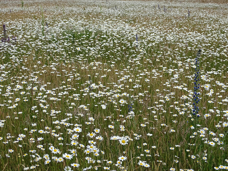 Flowery field