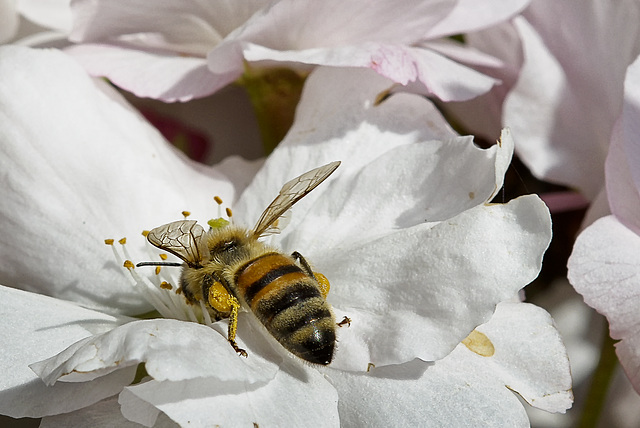 Infatigables abeilles.