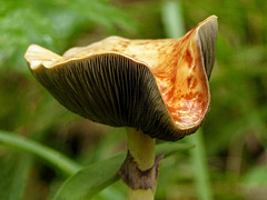 Strange, tall-stalked fungus