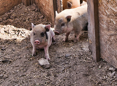 2 junge Mini Schweinchen (3 PiP)
