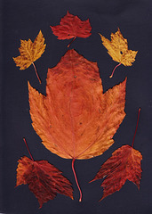 42/50 maple leaf, feuille d'érable