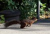 Eichhörnchen am Start (Wilhelma)