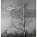 La betulla e la nebbia - The birch and the fog