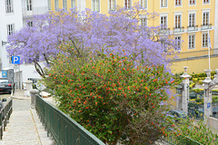 Lisbon, Flowering Jacaranda and Pomegranate