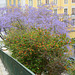 Lisbon, Flowering Jacaranda and Pomegranate