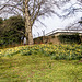 Daffodils In spring