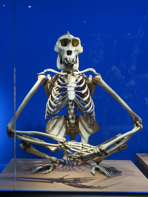 Gorille mâle, Musée des Confluences, Lyon (Rhône)