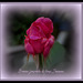 Une petite rose de mon jardin pour mes amies  amis d' Ipernity .