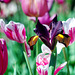 Iris among Tulips