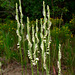 Spiranthes laciniata (lace-lipped ladies'-tresses orchid)