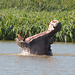 Ethiopia, Tana Lake, Yawning Hippopotamus