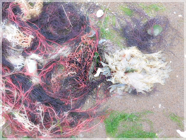 Les algues , sur la plage de la villeger, avec effet de mon appareil photo