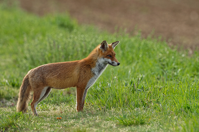 Foxy en maraude