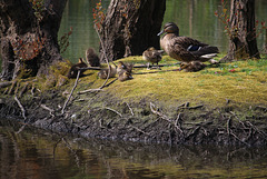 Duck & ducklings - Duck Island - East Blatchington Pond - 10.5.2016
