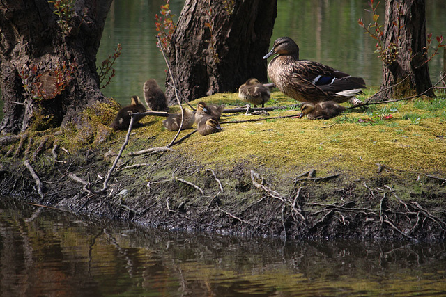 Duck & ducklings - Duck Island - East Blatchington Pond - 10.5.2016