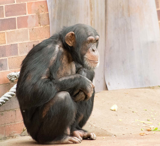 Chimp contemplation..