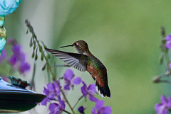 Tanzende Kolibris