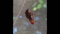 Cicada nymph emerging to adult-hood
