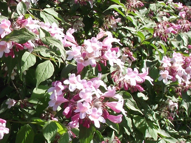 The pink rhododendron