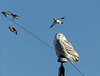 Snowy Owl harassed by Snow Buntings