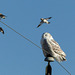 Snowy Owl harassed by Snow Buntings