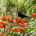 Is this a Giant Cowbird?, Tobago, Day 2