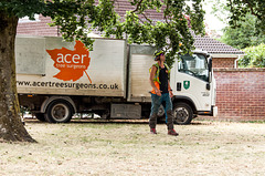 Acer Tree Surgeon