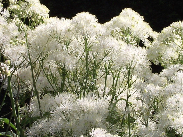 Lovely white flower
